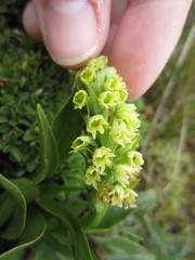 Pseudorchis albida tricuspis