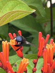 Xylocopa micans image