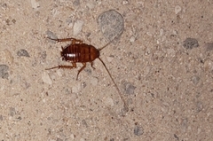 Periplaneta americana