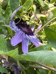 Xylocopa sonorina