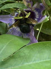 Xylocopa sonorina