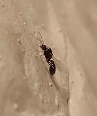 Tetramorium