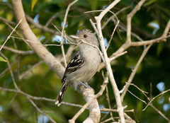 Thamnophilus ambiguus