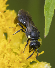 Hylaeus verticalis