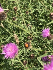 Coccinella septempunctata