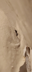 Tetramorium