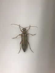 Ortholeptura valida