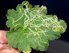 Phytomyza agromyzina group