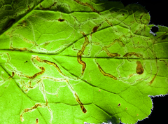 Phytomyza agromyzina group