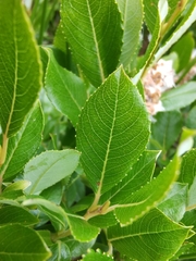 Salix foetida