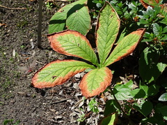 Rodgersia aesculifolia