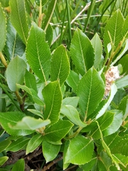 Salix foetida