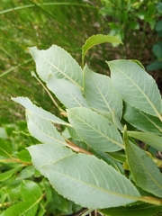 Salix foetida