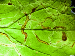 Phytomyza agromyzina group
