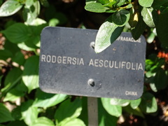 Rodgersia aesculifolia