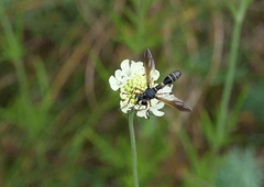 Physocephala rufipes
