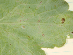 Phytomyza agromyzina group