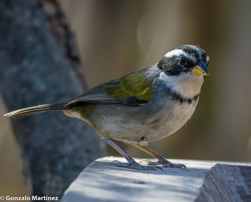Moss-backed Sparrow (Arremon dorbignii), photo 9