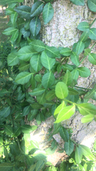 Euonymus fortunei