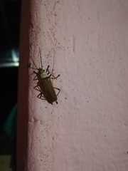 Chauliognathus cinguliventris
