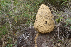Constrictotermes cyphergaster