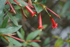 Augusta longifolia