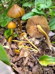 Entoloma luteum