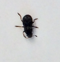 Trigonorhinus rotundatus