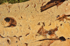 Amylostereum laevigatum