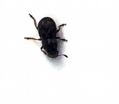 Trigonorhinus rotundatus