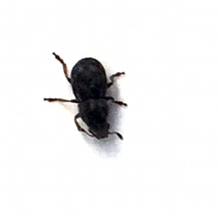 Trigonorhinus rotundatus