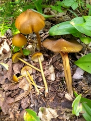Entoloma luteum