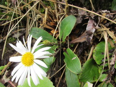 Celmisia verbascifolia