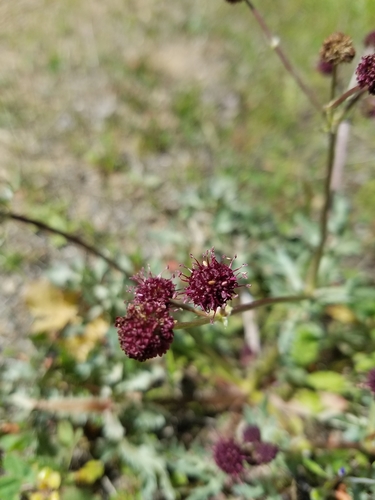 iNaturalist observation photo of Purple Sanicle
