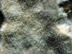 Amylostereum laevigatum