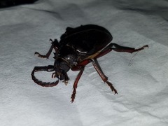 Prionus californicus