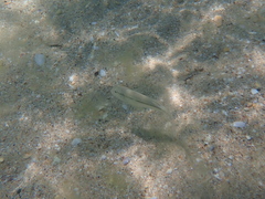 Mullus barbatus ponticus