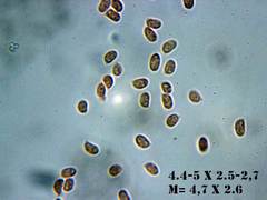 Amylostereum laevigatum