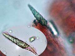 Amylostereum laevigatum