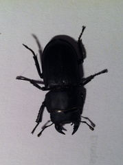 Dorcus parallelipipedus