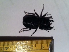 Dorcus parallelipipedus