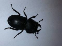 Dorcus parallelipipedus