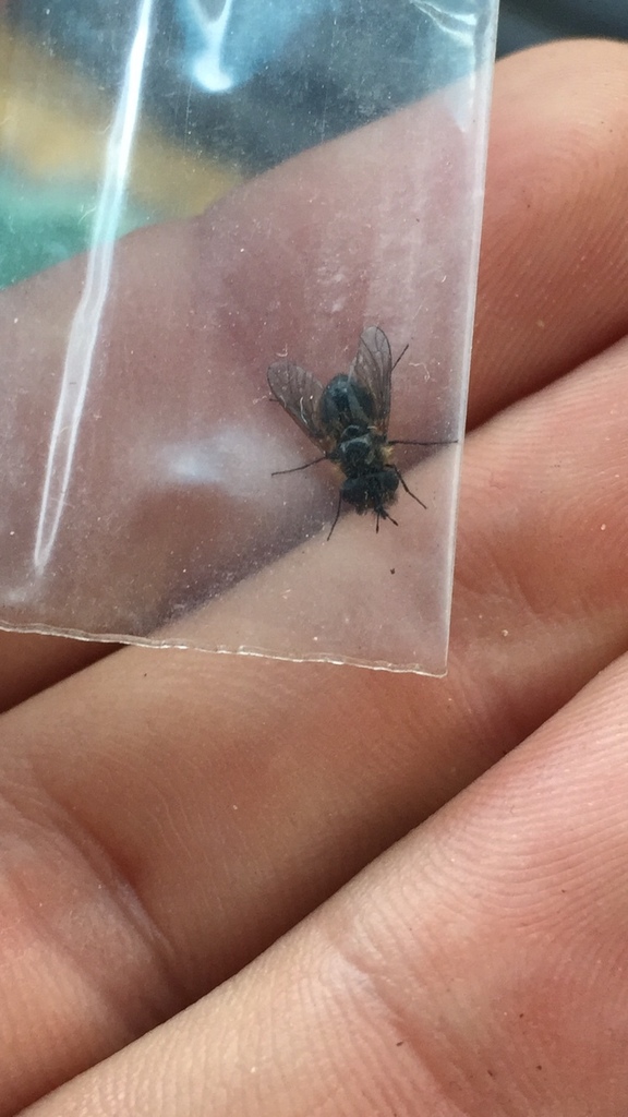Callynthrophora
