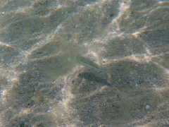 Mullus barbatus ponticus