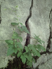 Geum virginianum