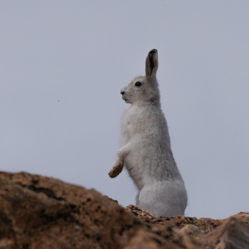 ホッキョクウサギ