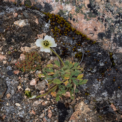 Papaver radicatum