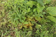 Quasipucciniastrum ochraceum