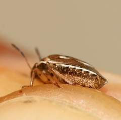 Neottiglossa lineolata