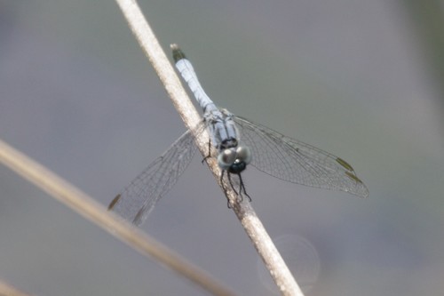 Little Blue Dragonlet photo 5